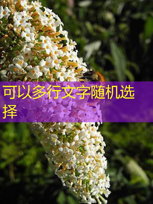 como funcionam as maquinas de cassino